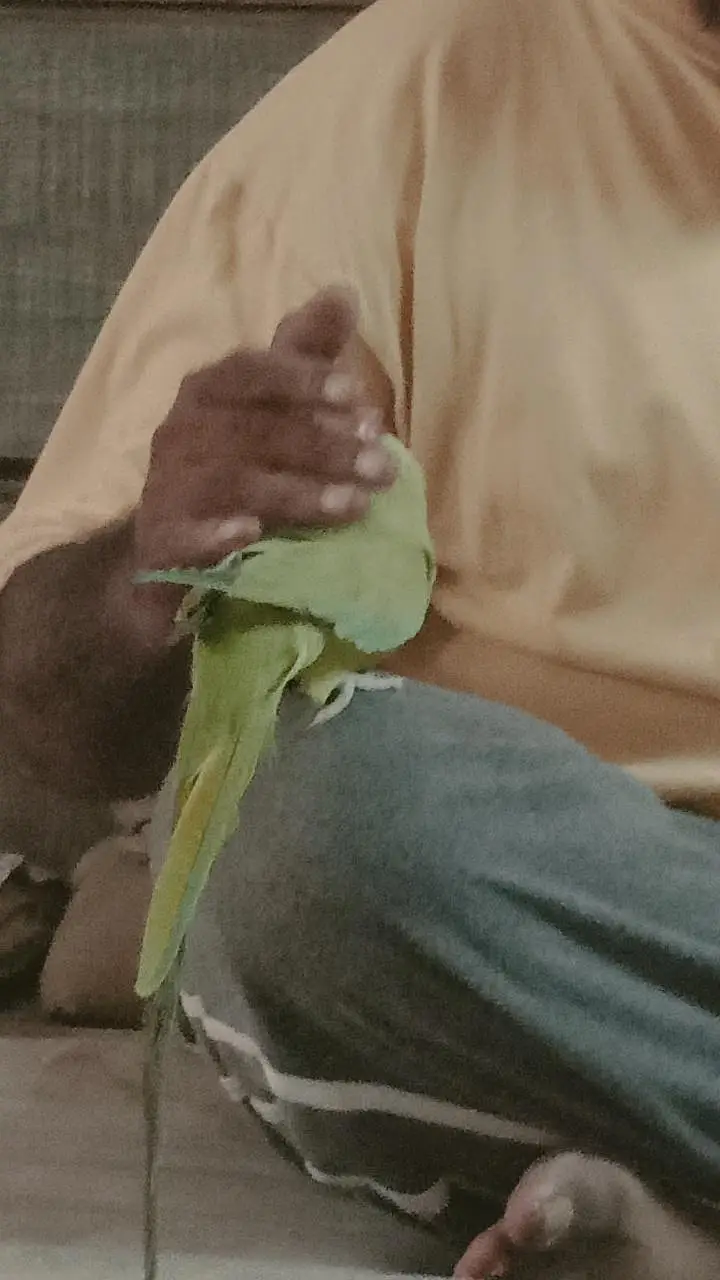 handtime parrot — photo 5