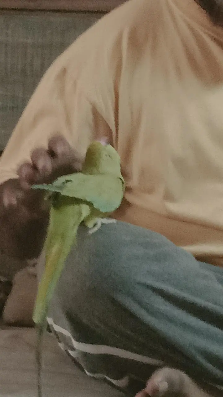 handtime parrot — photo 6