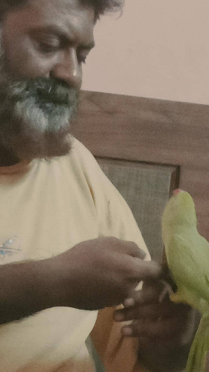 handtime parrot 6