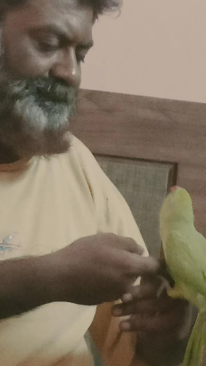 handtime parrot — photo 7