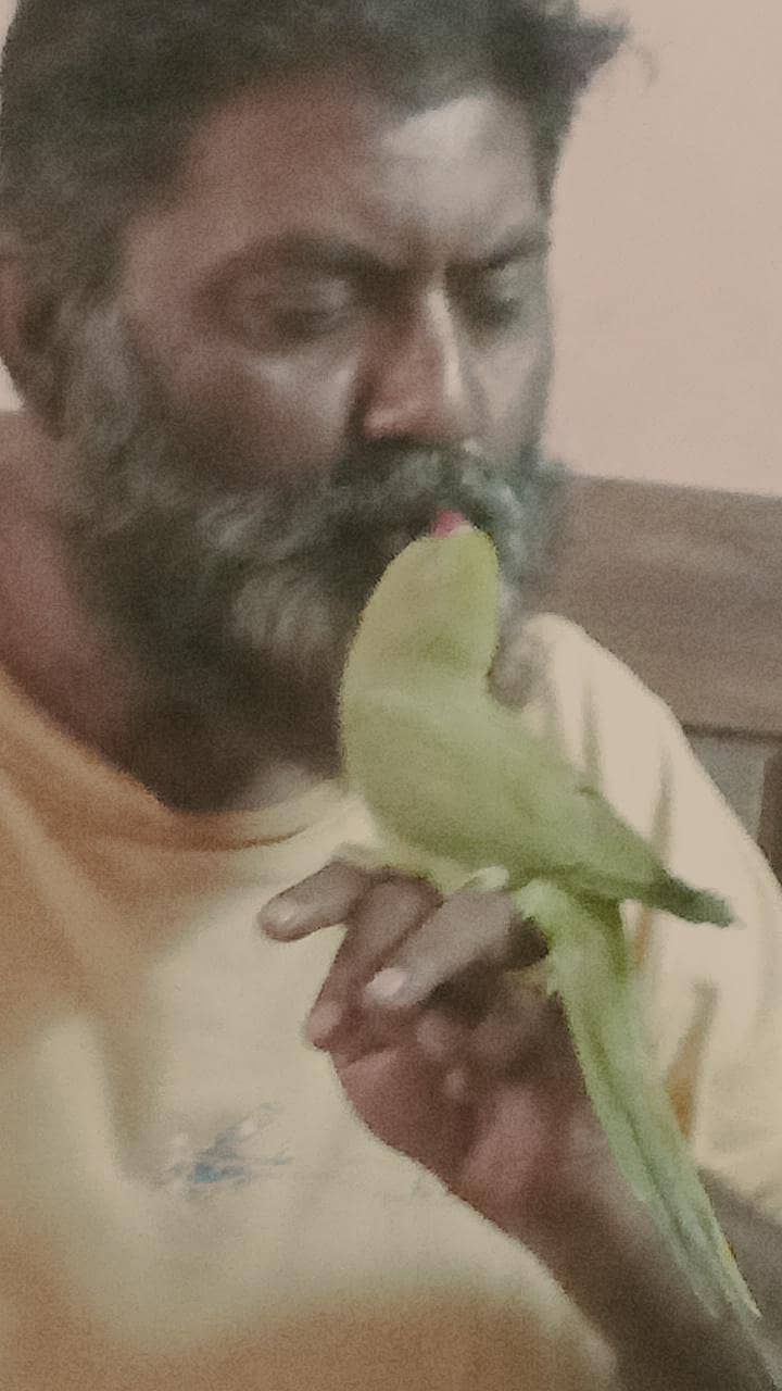 handtime parrot 7