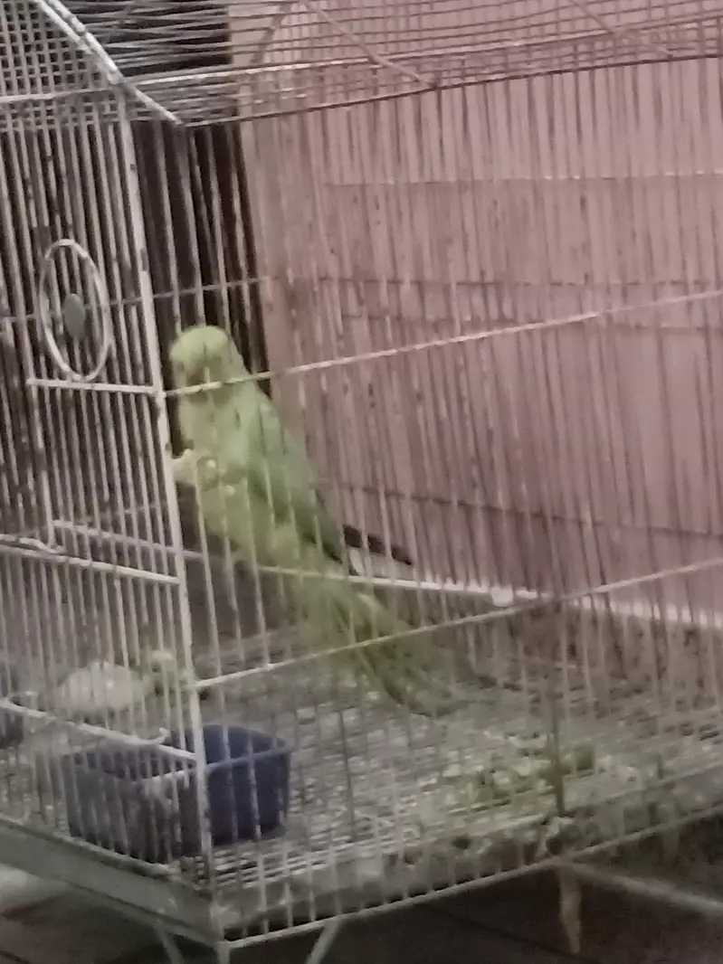 handtime parrot — photo 9