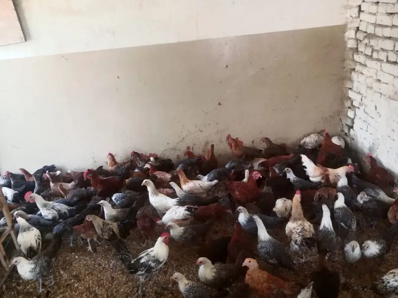 golden misri / egyptian fayoumi / fayoumi / misri / eggs laying hens — photo 6