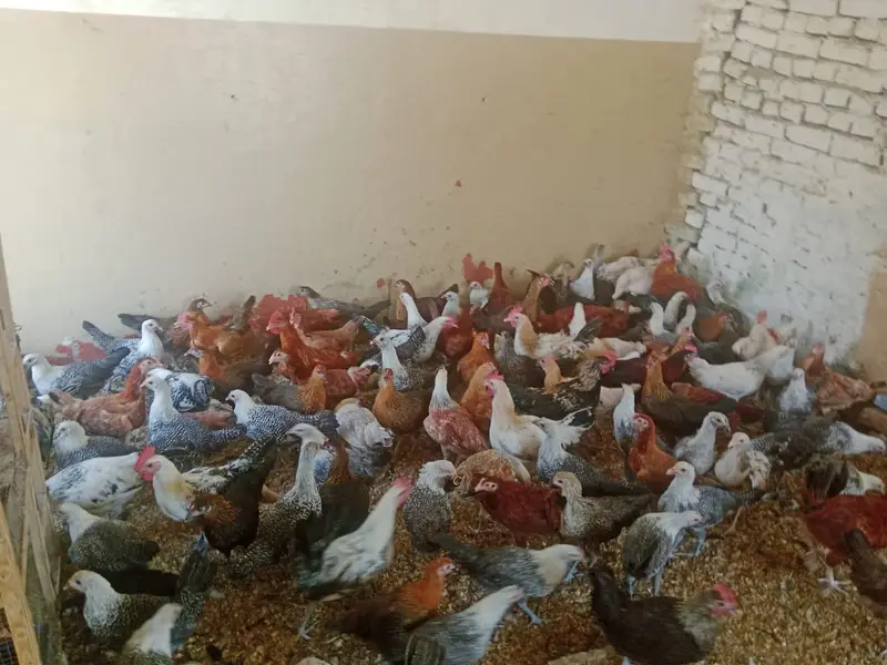 golden misri / egyptian fayoumi / fayoumi / misri / eggs laying hens — photo 7