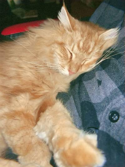 Healthy Persian female cat for sale