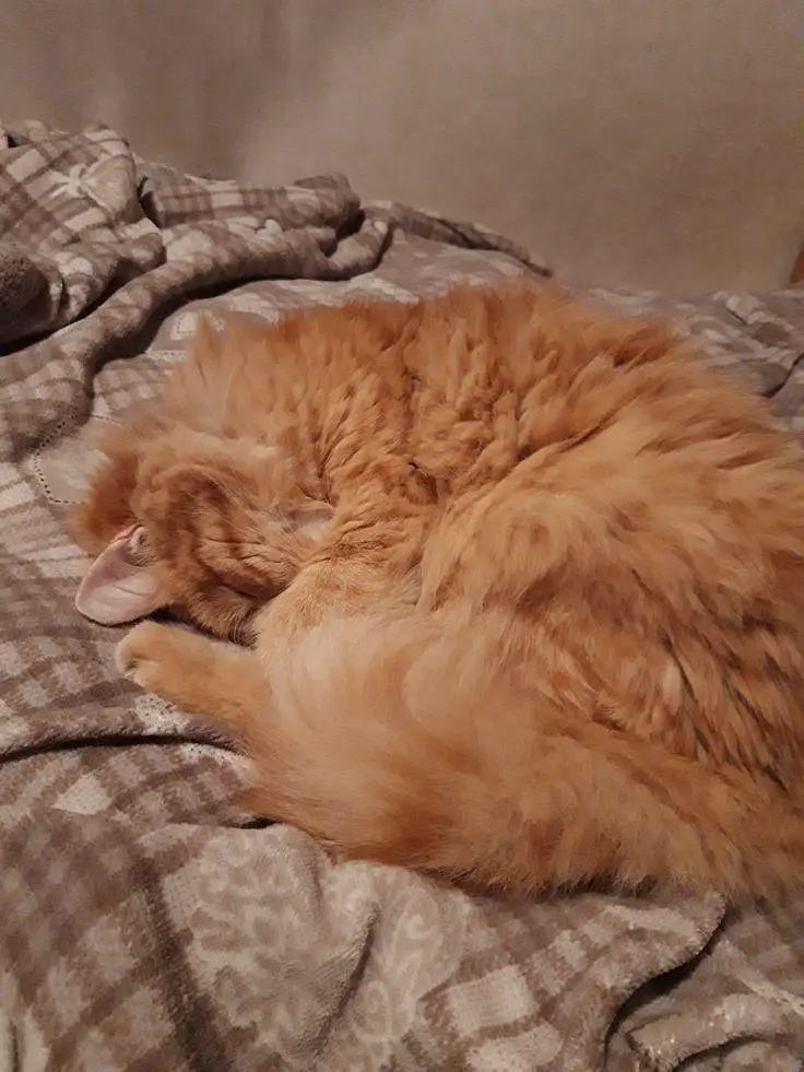 Healthy Persian female cat for sale — photo 2