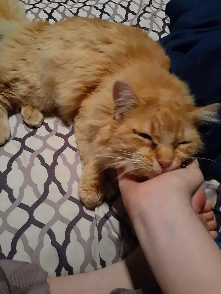 Healthy Persian female cat for sale — photo 3