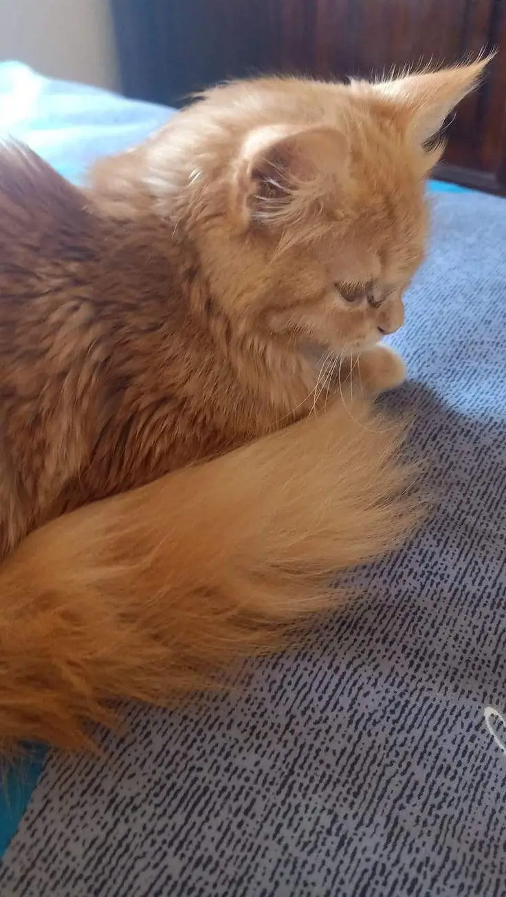 Healthy Persian female cat for sale — photo 4