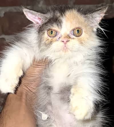 Calico Punch Face Female Kitten