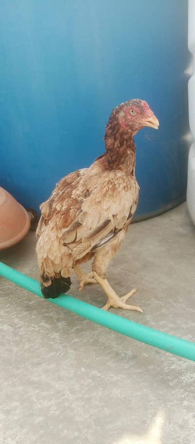 rampuri madi 03115061200