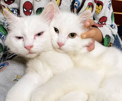 Beautiful Persian Kittens for Sale – Male & Female