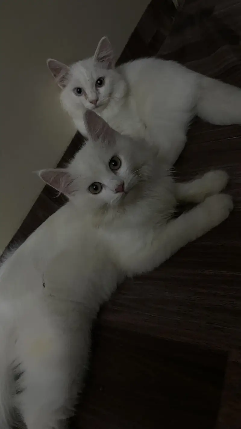 Beautiful Persian Kittens for Sale – Male & Female — photo 2