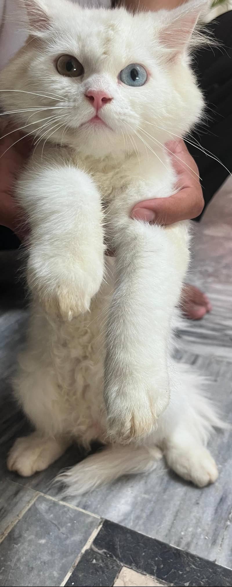 persion kitten 0