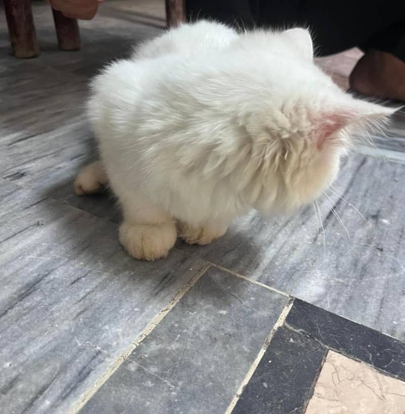 persion kitten 1