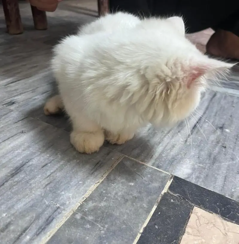 persion kitten — photo 2