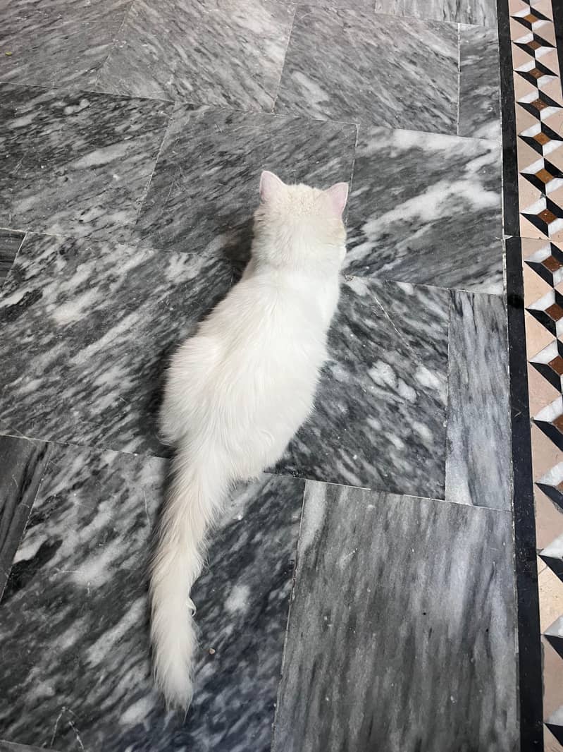 persion kitten 2