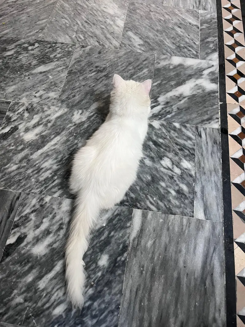 persion kitten — photo 3