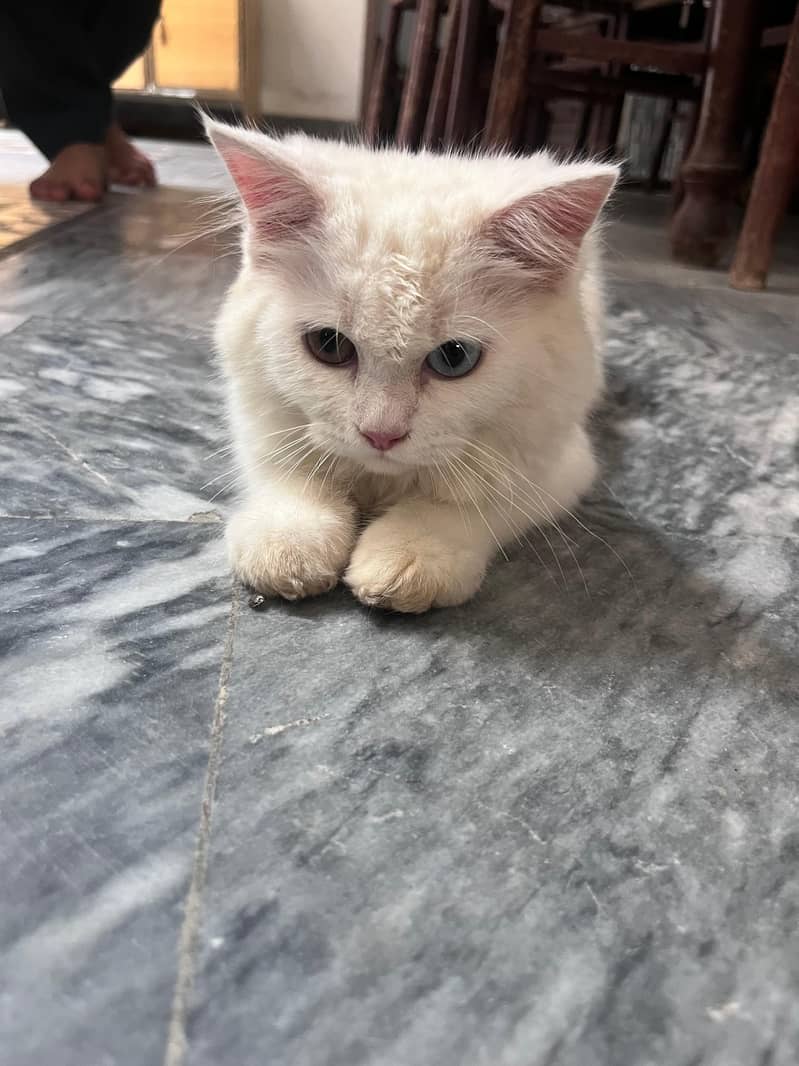 persion kitten 3
