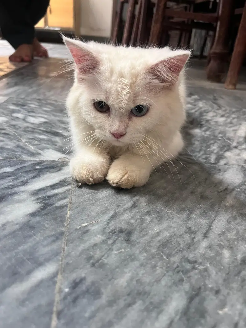 persion kitten — photo 4