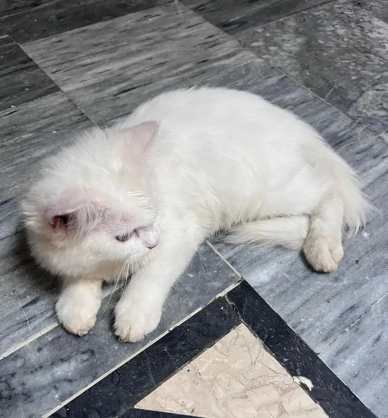 persion kitten — photo 5