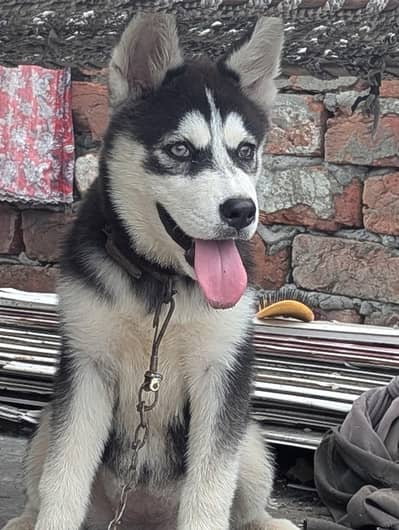 I want to sale my Siberian husky female puppy