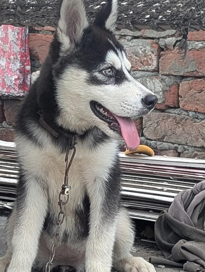 I want to sale my Siberian husky female puppy — photo 2