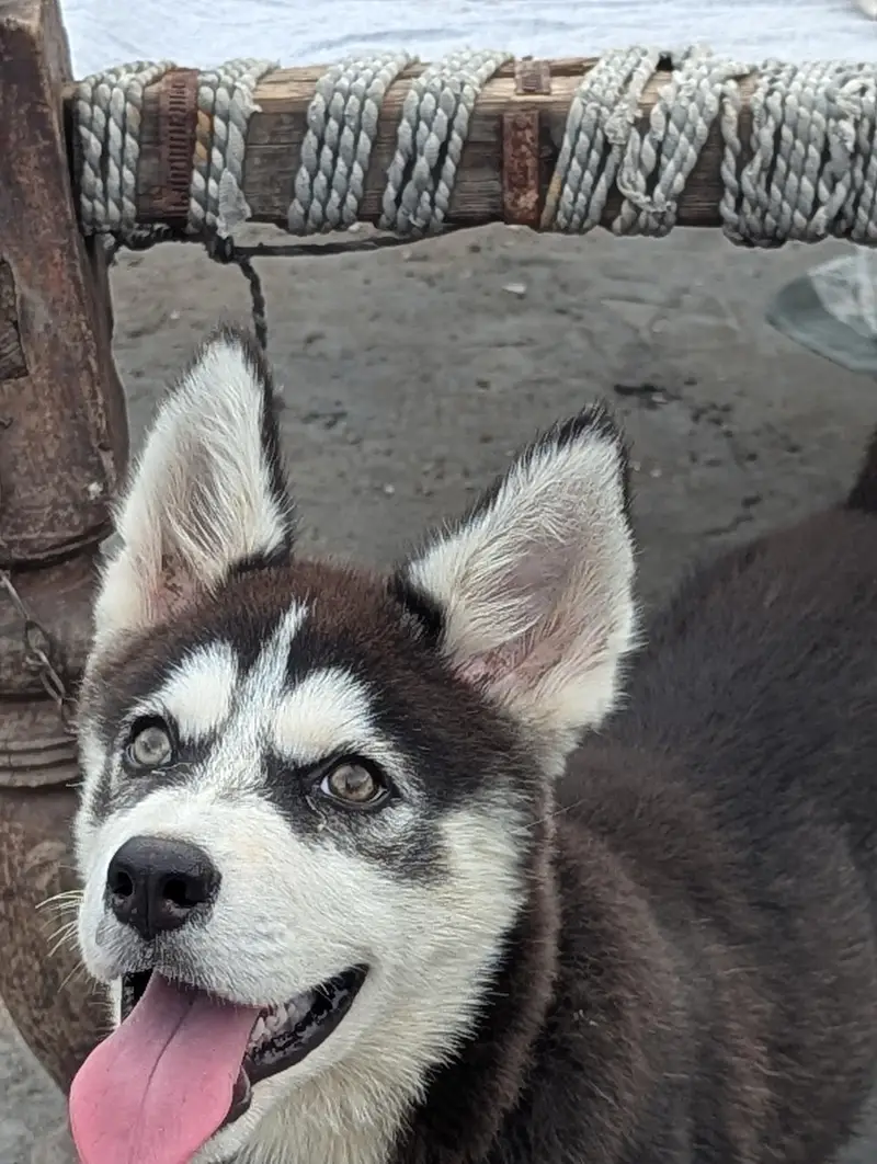 I want to sale my Siberian husky female puppy — photo 3