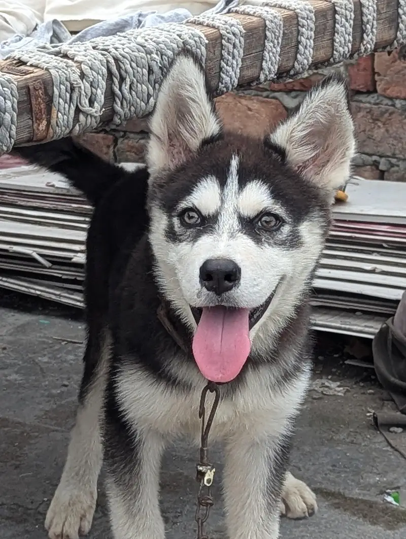 I want to sale my Siberian husky female puppy — photo 4