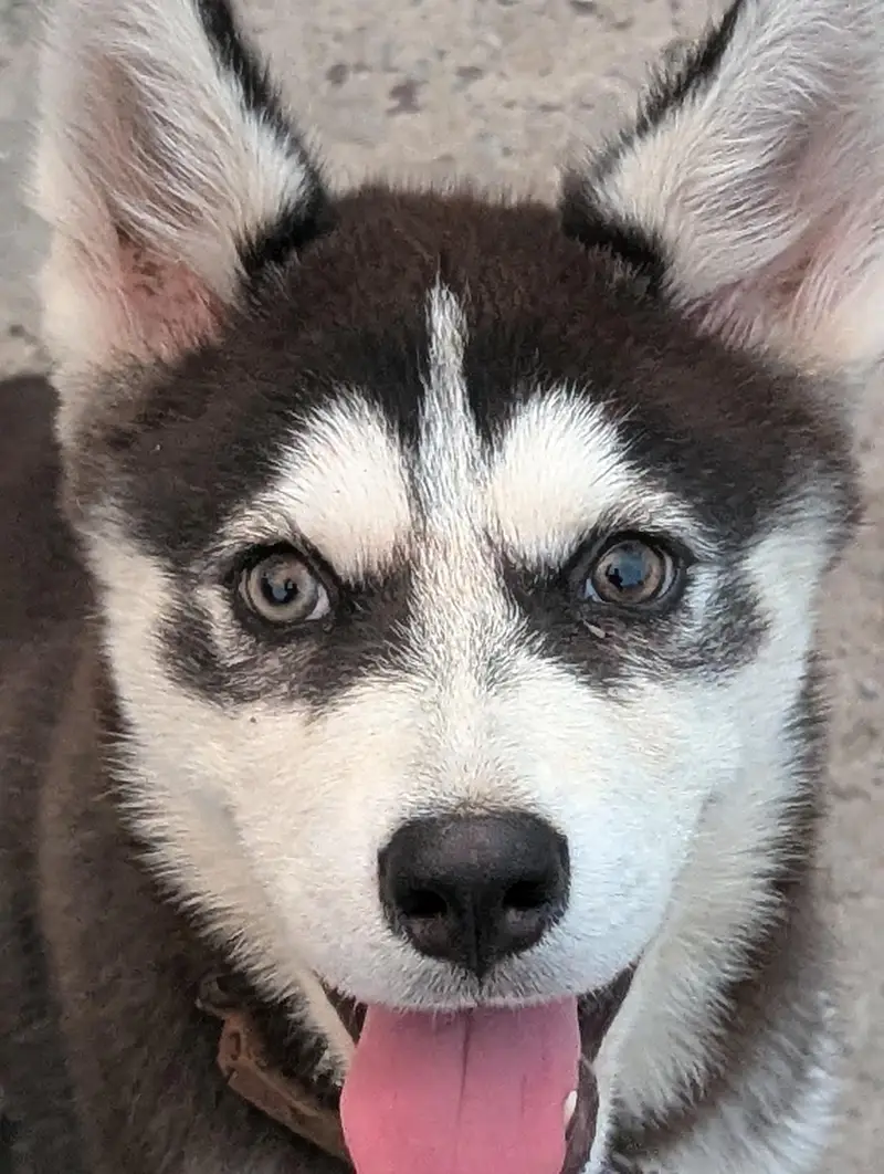 I want to sale my Siberian husky female puppy — photo 5