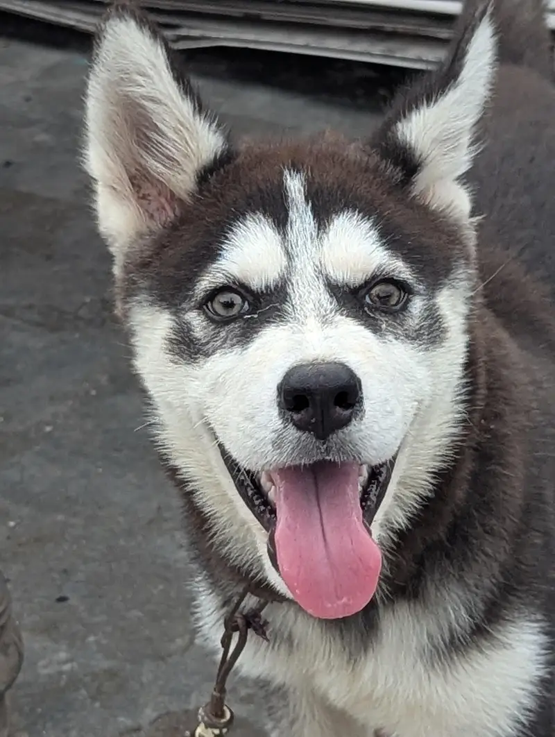 I want to sale my Siberian husky female puppy — photo 6
