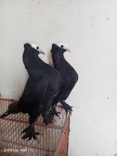 balck muhki