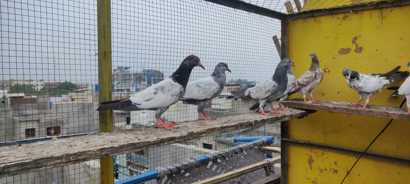 Baby pigeon for sale only 1000 pr — photo 2