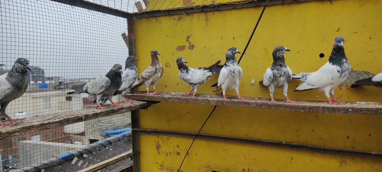 Baby pigeon for sale only 1000 pr — photo 3
