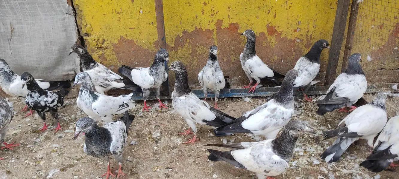 Baby pigeon for sale only 1000 pr — photo 5