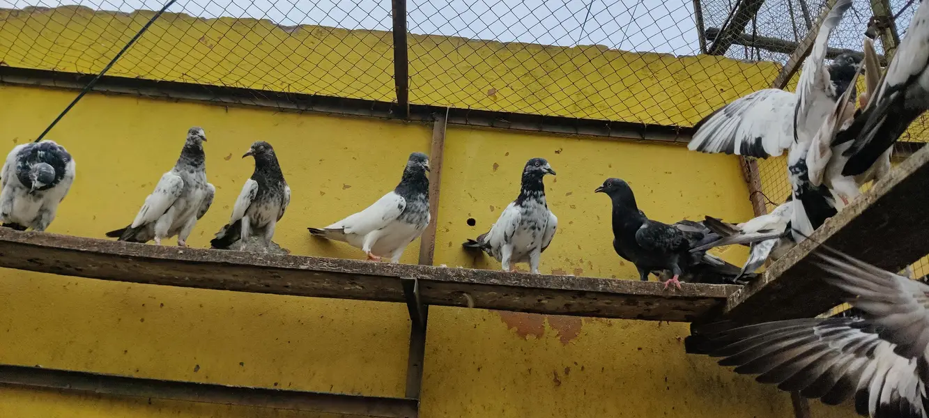 Baby pigeon for sale only 1000 pr — photo 10