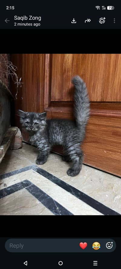 kitten pair