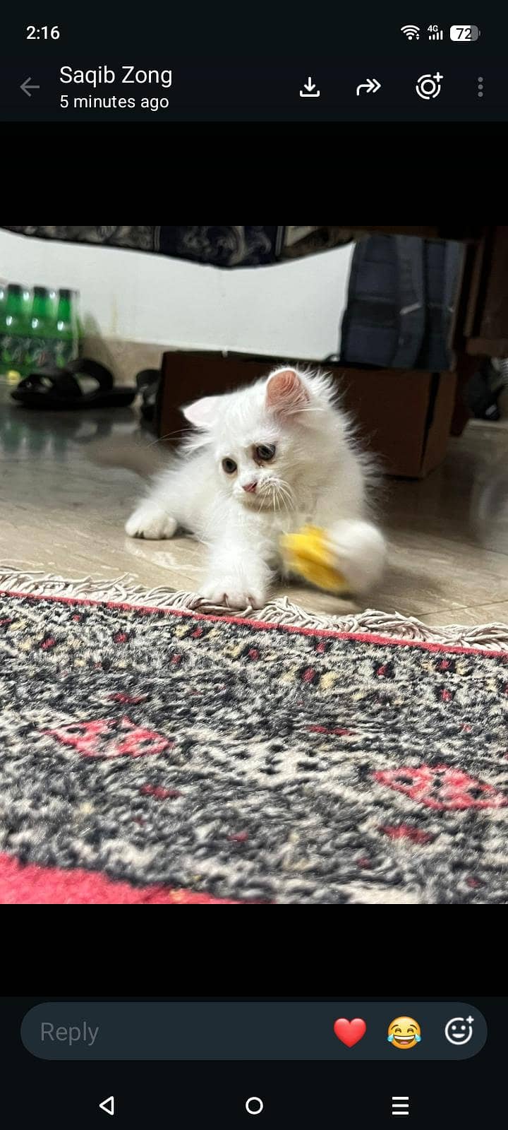 kitten pair 1