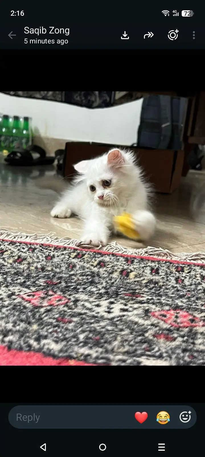 kitten pair — photo 2