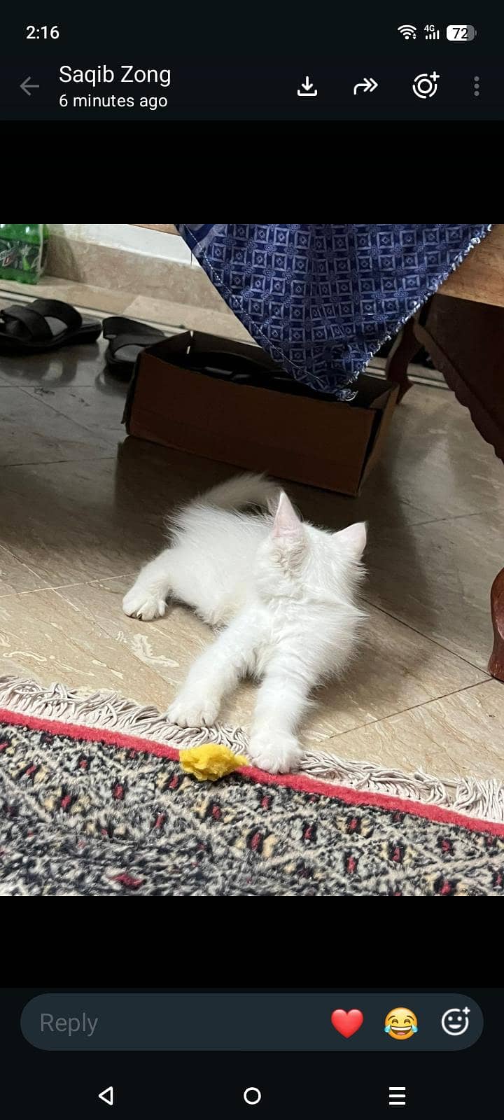 kitten pair 2