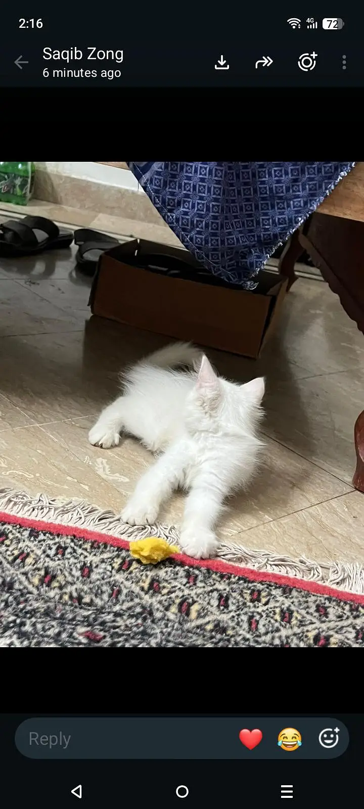 kitten pair — photo 3