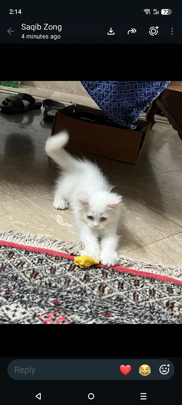 kitten pair — photo 4