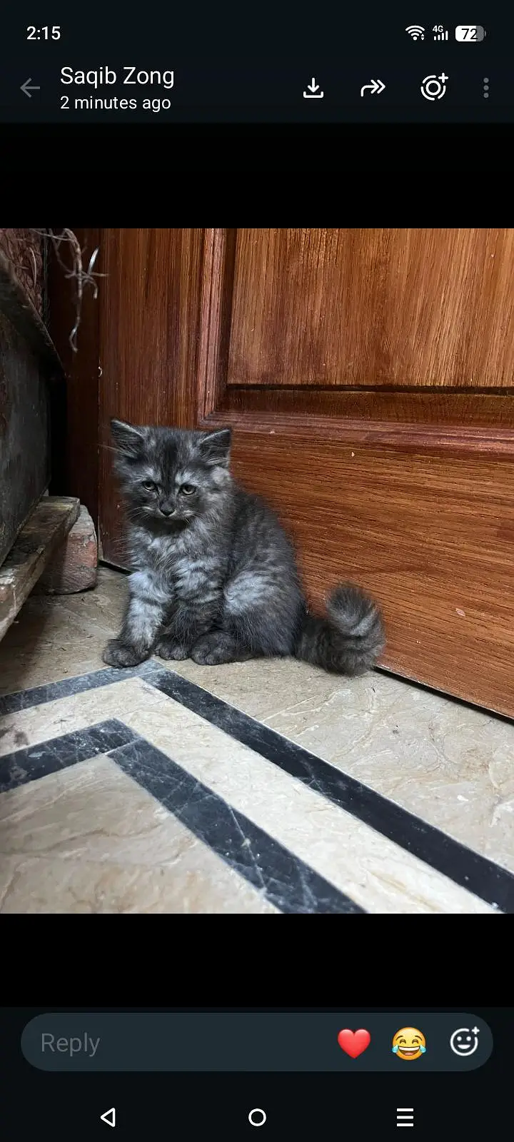 kitten pair — photo 5