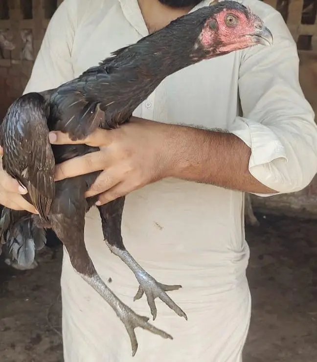 thaii — photo 2