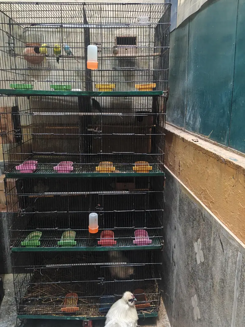 8 portion master cage urgent sale — photo 2