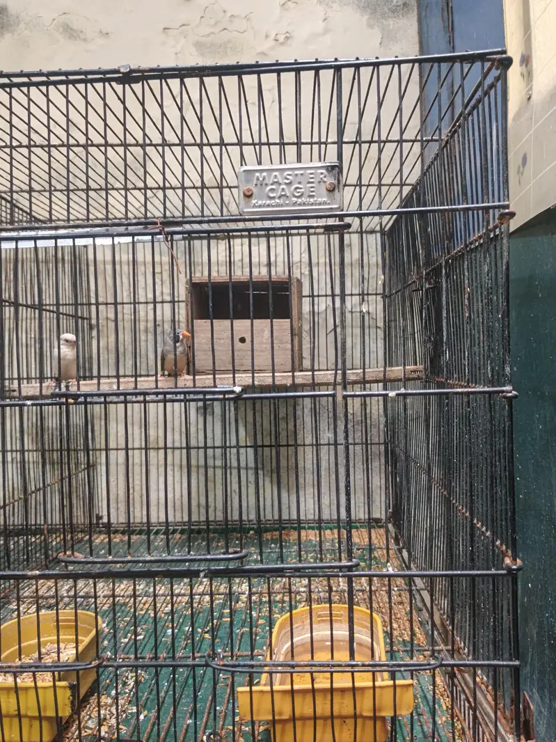8 portion master cage urgent sale — photo 3
