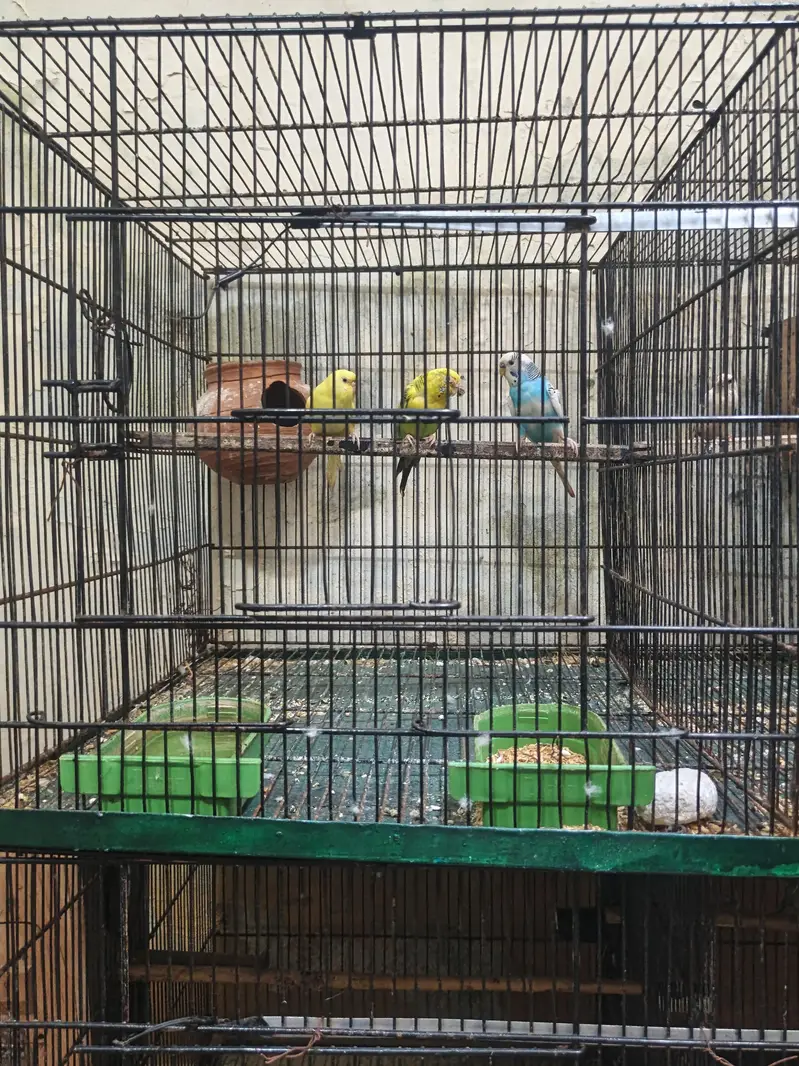 8 portion master cage urgent sale — photo 4