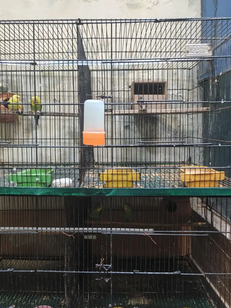 8 portion master cage urgent sale — photo 5