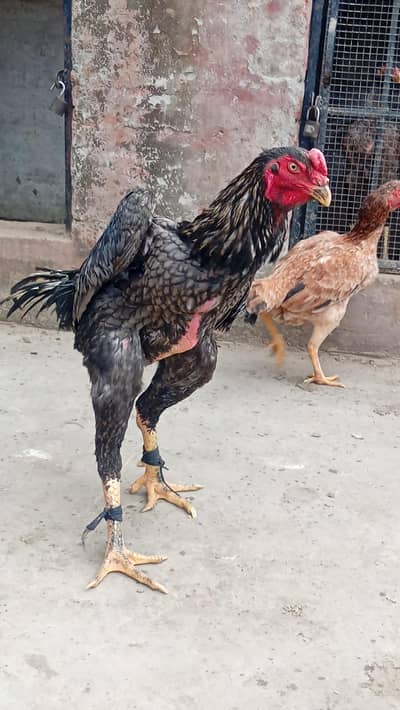 beautiful birds