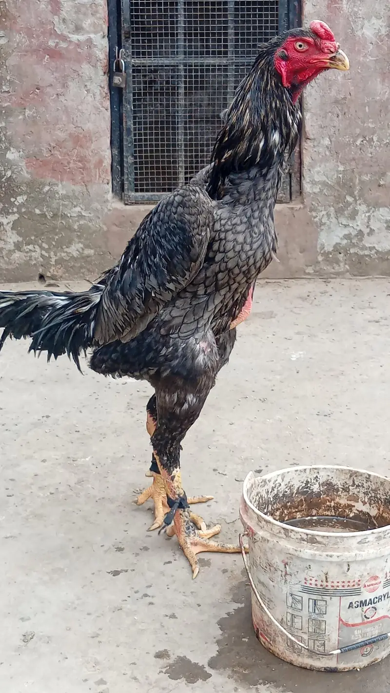 beautiful birds — photo 2