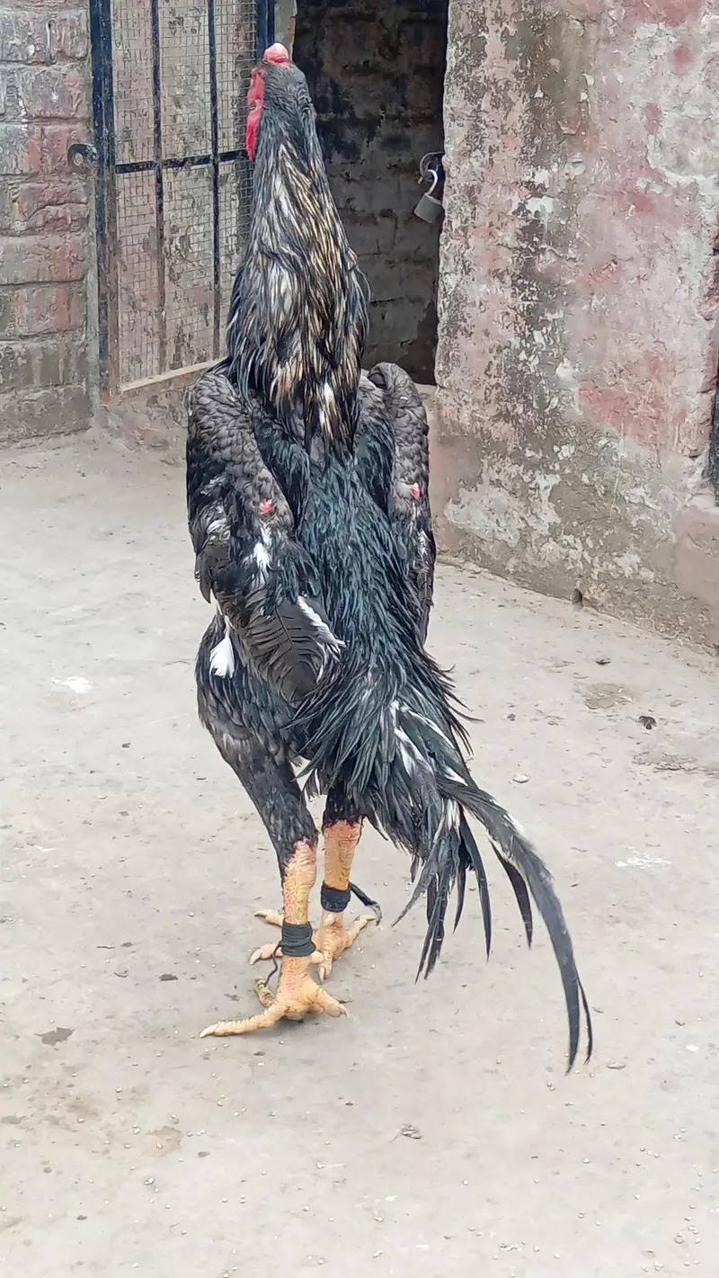beautiful birds — photo 4